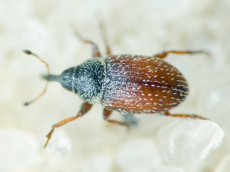 Mecinus plantaginis (Eppelsheimer, 1875)